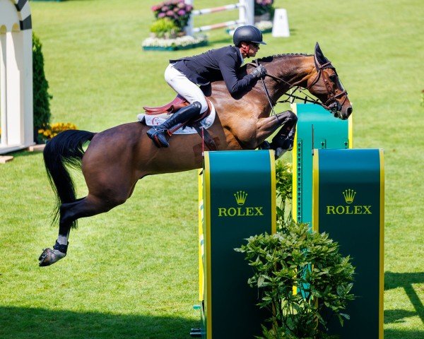 jumper Vellington de Carat Z (Zangersheide riding horse, 2014, from Vivaldi du Seigneur)