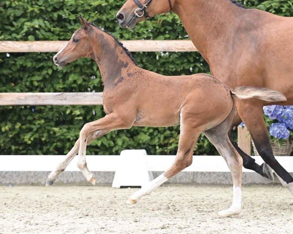 Fohlen von Calonge de Mar (Oldenburger Springpferd, 2024, von Coeur Rouge)