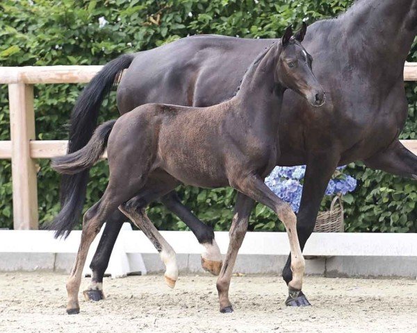 foal by Stute von V-Power / Zonik (Oldenburg, 2024, from V-Power)