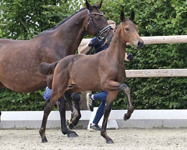 foal by Belladonna HL (Oldenburg, 2024, from Bon Bolero OLD)