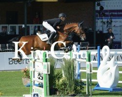 jumper Chuemli (Oldenburg show jumper, 2012, from Comme il Faut)