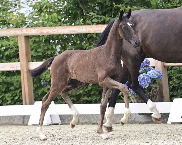 foal by Hengst von Bon Esprit / Sir Donnerhall (Oldenburg, 2024, from Bon Esprit)