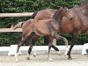 foal by Hengst von Tie Break / Sandro Hit (Oldenburg, 2024, from Tie Break)