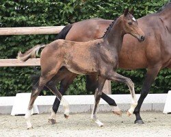 foal by Hengst von Tie Break / Sandro Hit (Oldenburg, 2024, from Tie Break)