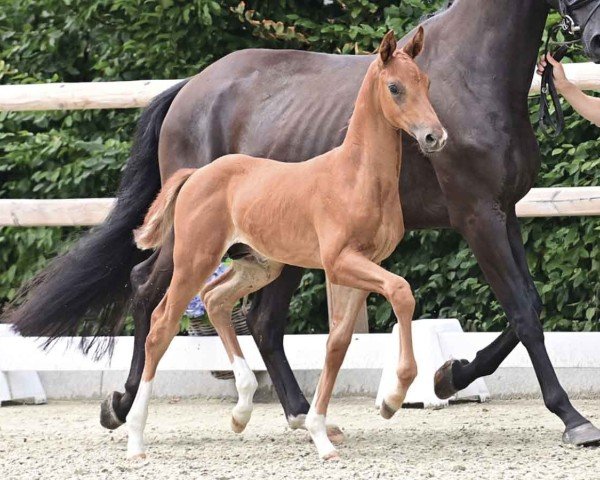 foal by Vincent (Oldenburg, 2024, from Vivaldos)