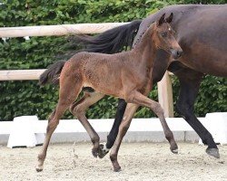 foal by Stute von Federer / For Dance (Oldenburg, 2024, from Federer)