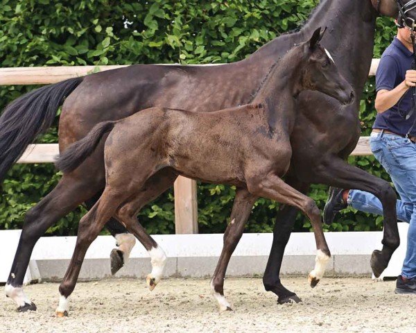 foal by Stute von Bon Bolero / Don Crusador (Oldenburg, 2024, from Bon Bolero OLD)