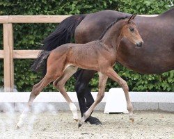 foal by So quite (Oldenburg, 2024, from Sebastino PS)