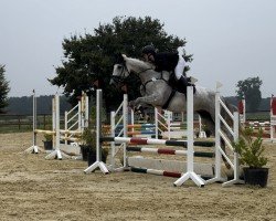 jumper Hildegard von Hickstead SZ (Hanoverian, 2020, from Hickstead Blue)