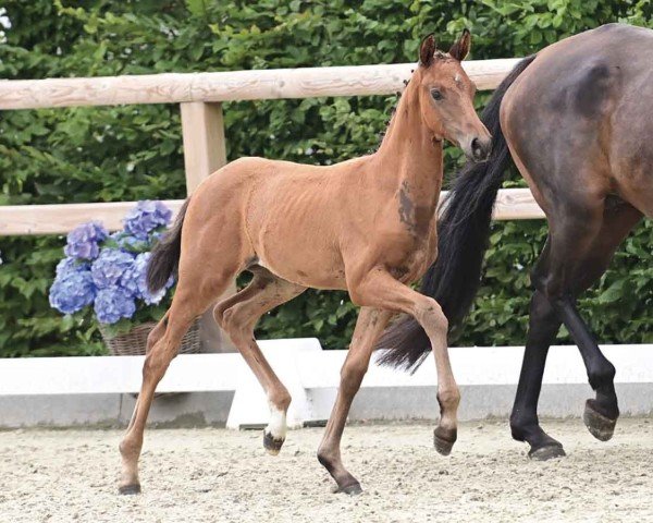 foal by Esperanza (Oldenburg, 2024, from Escaneno)