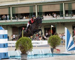 jumper MB Rockmount Flamenco (Irish Sport Horse, 2017, from J'taime flamenco)