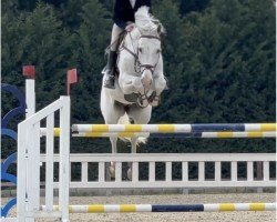 jumper Zaky Ak (Croatian Warmblood, 2011)