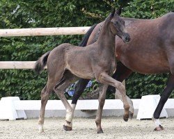 foal by Estefan (Oldenburg, 2024, from Excalibur)