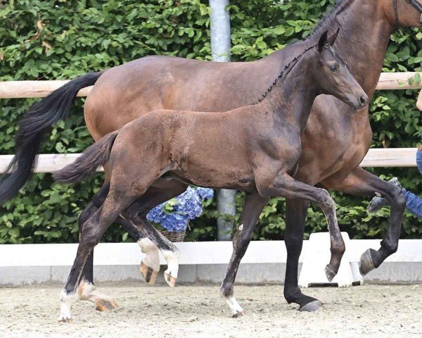 foal by St. Gotthard (Oldenburg, 2024, from St. Emilion)