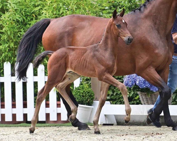 foal by Fabulous Dance (Oldenburg, 2024, from Federer)