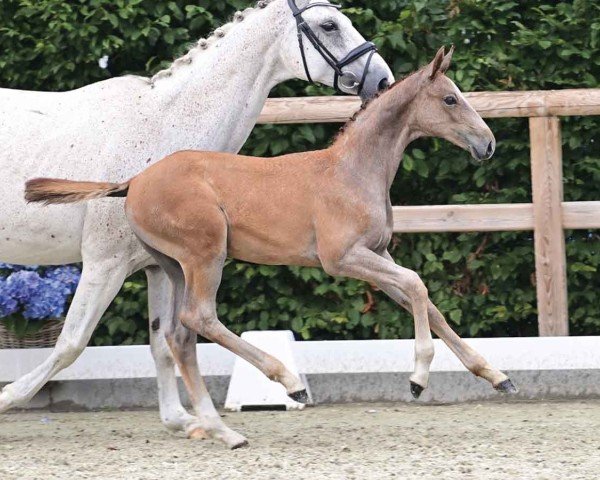 foal by Amazing Lord CM (Oldenburg show jumper, 2024, from Agalord)