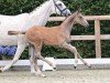 foal by Amazing Lord CM (Oldenburg show jumper, 2024, from Agalord)