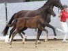 foal by Kwinana (Westphalian, 2024, from Kjento)