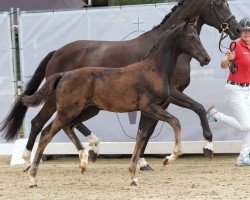 foal by Kwinana (Westphalian, 2024, from Kjento)