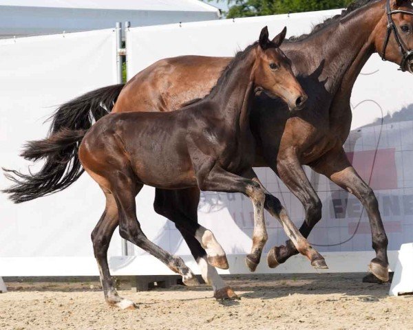 foal by Eastern Fabricano (Westphalian, 2024, from Escaneno)