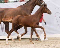 foal by Fleur B (Westphalian, 2024, from For Romance I)