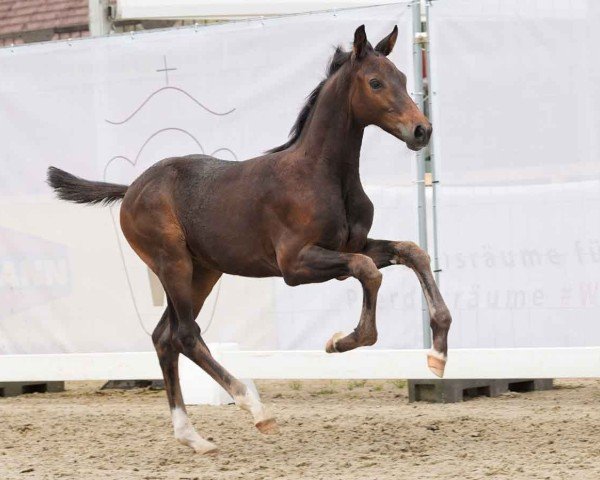 Fohlen von Charly Brown (Westfale, 2024, von Comme il Faut)