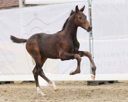 foal by Charly Brown (Westphalian, 2024, from Comme il Faut)