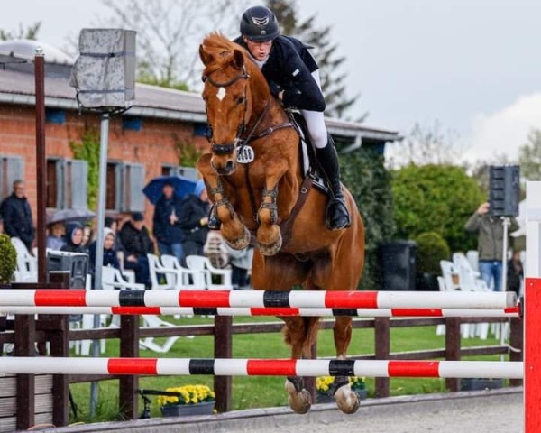 Springpferd Capigadon V-Energie (Württemberger, 2007, von Catwalk IV)