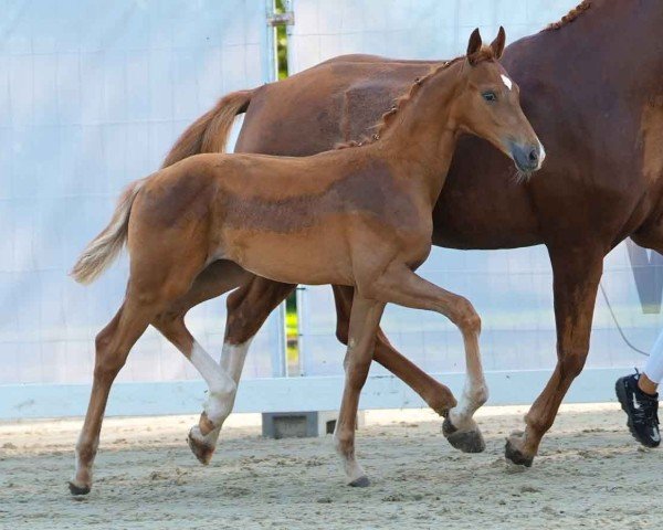 foal by Santoba (Westphalian, 2024, from San To Alati)