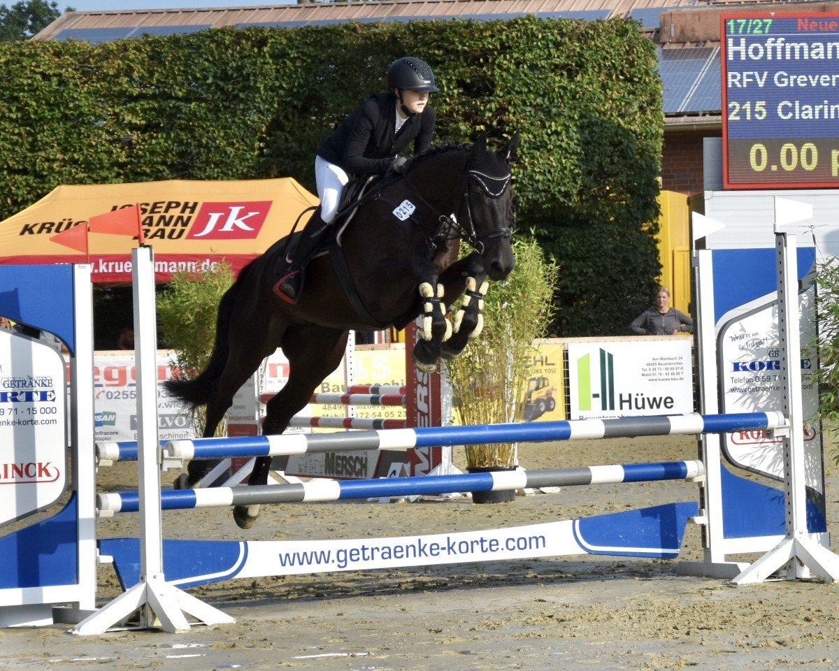 jumper Clarimo's Clayton (Holsteiner, 2019, from Clarimo Ask)
