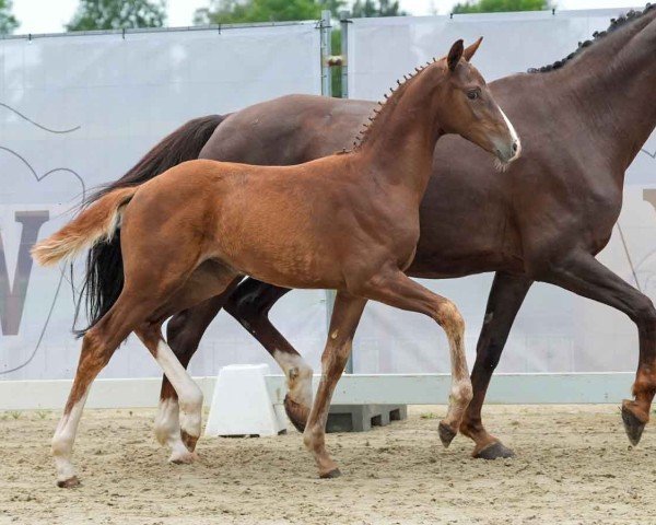 foal by Vajana (Westphalian, 2024, from Viva Gold OLD)