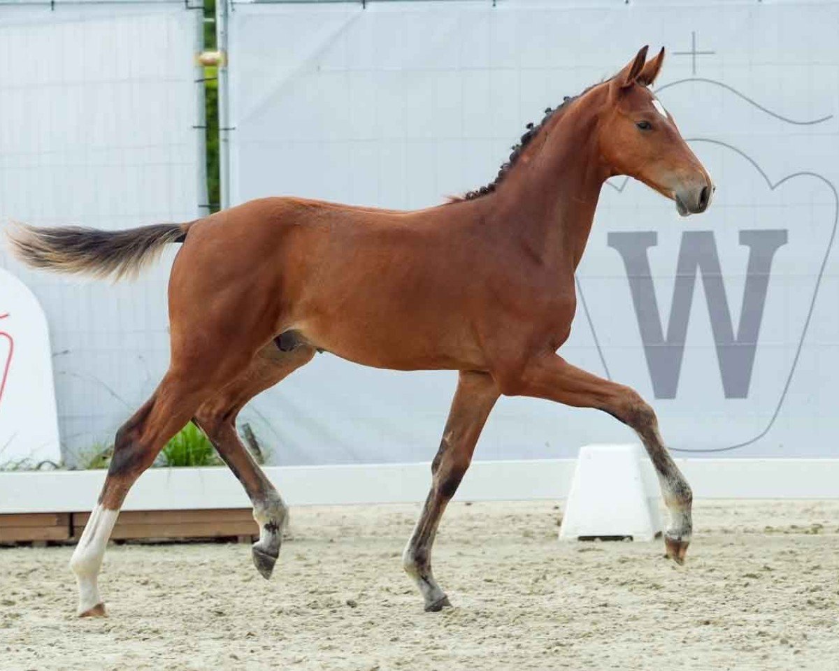 Springpferd Hengst von Diablue PS / Los Angeles (Westfale, 2024, von Diablue PS)