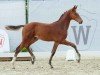 foal by Hengst von Diablue PS / Los Angeles (Westphalian, 2024, from Diablue PS)