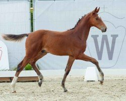 foal by Hengst von Diablue PS / Los Angeles (Westphalian, 2024, from Diablue PS)