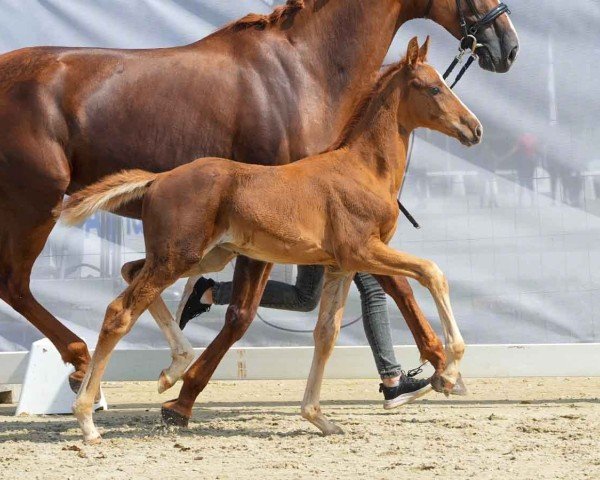 foal by Vigo (Westphalian, 2024, from Vandenberg 4)