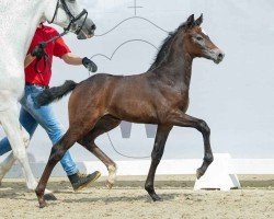 Fohlen von Chacoolina (Westfale, 2024, von Chacoon Blue)