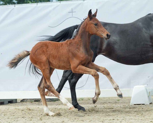 foal by Sierra (Westphalian, 2024, from San To Alati)