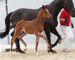 foal by Bonjourno (Westphalian, 2024, from Callaho's Benicio)