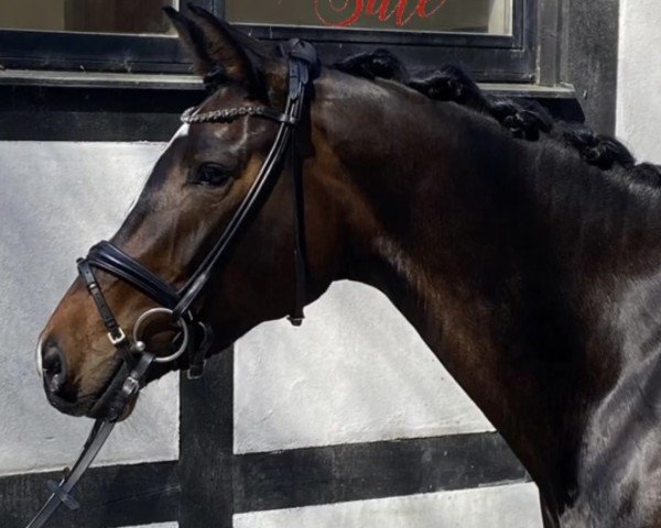 dressage horse Stute von Zoom/Floresco (Westphalian, 2018, from Zoom 8)