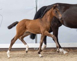 foal by Zinderella (Westphalian, 2024, from Zoom 8)