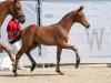 foal by Hengst von Velvedere / Real Diamond (Westphalian, 2024, from Velvedere)