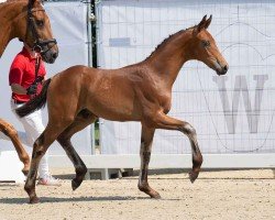 foal by Hengst von Velvedere / Real Diamond (Westphalian, 2024, from Velvedere)