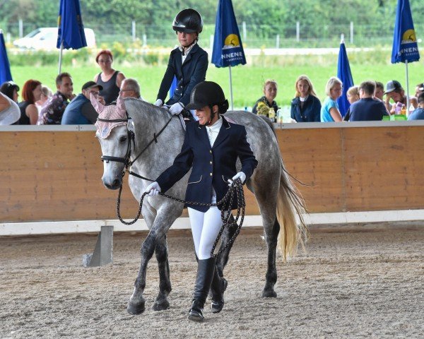 Pferd Killernan My Pride (Connemara-Pony, 2019, von Lehid Canal Prince)