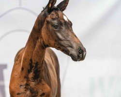 foal by Vienna C (Westphalian, 2024, from V-Power)