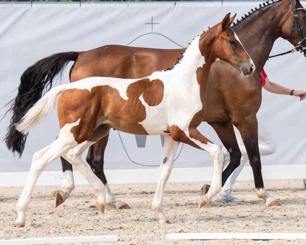 Fohlen von So Bunt HDL (Westfale, 2024, von Saintico)