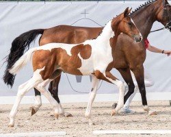 foal by So Bunt HDL (Westphalian, 2024, from Saintico)