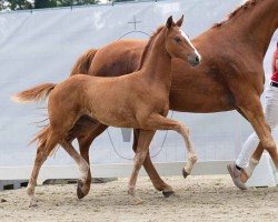 foal by Feine Lady (Westphalian, 2024, from Fanegro)