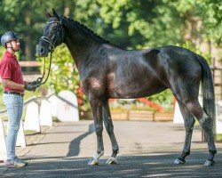 dressage horse Showgirl (Westphalian, 2020, from Sezuan's Donnerhall)