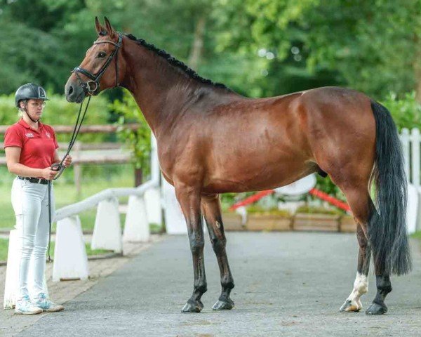 dressage horse De Lorean AR (Westphalian, 2020, from Danzador)