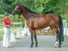 dressage horse De Lorean AR (Westphalian, 2020, from Danzador)